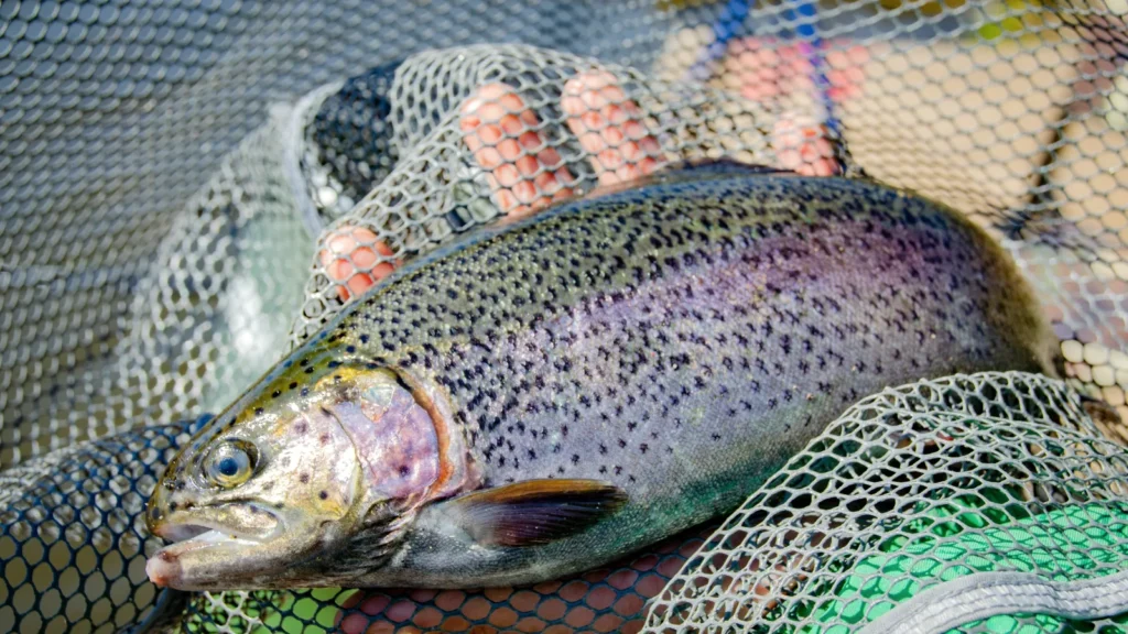 Hands holding a rainbow trout, the fish at the heart of Kashmir trout farming