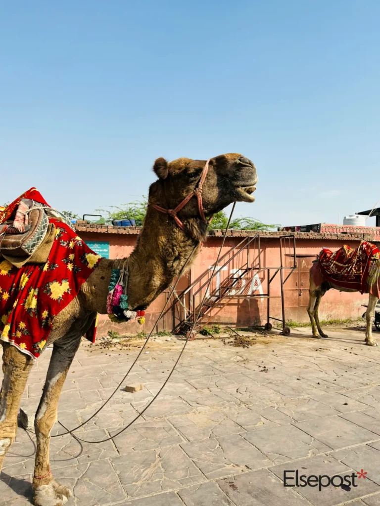 Pushkar Camel Fair 2026: a camel in a red blanket in Rajasthan